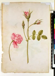 Pink Rose, c.1568
